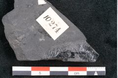 Foto (Detailansicht) von Quercus pachyphylla Ettingshausen (NHMW-GEO-2024-0188-10274)